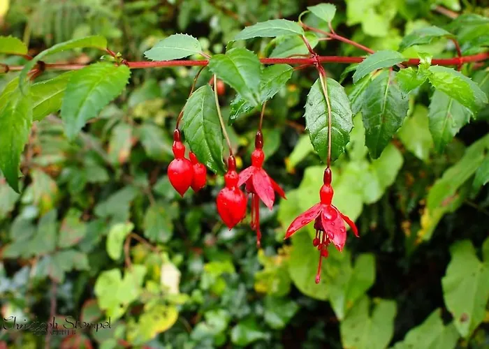 別荘 Stonechat - *